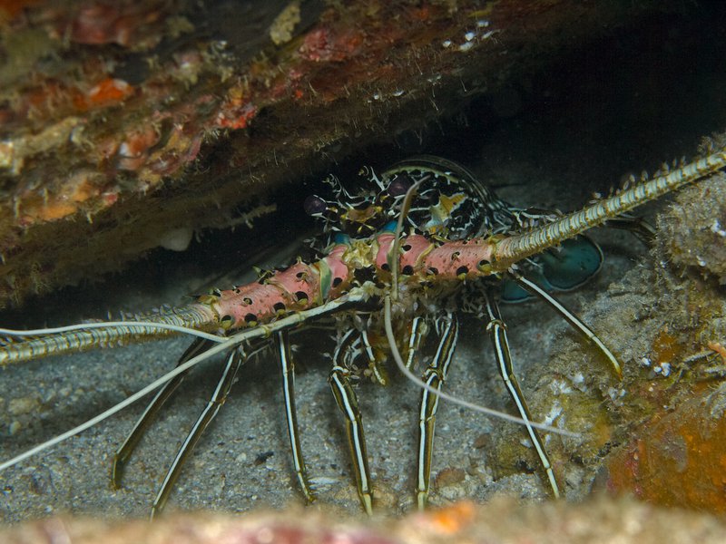 Lobster, Seulako Drift